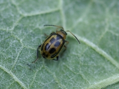 Cerotoma trifurcata
