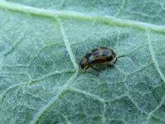 Cerotoma trifurcata