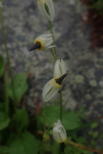 White Shootingstar (Primula latiloba)