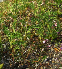 Hedysarum hedysaroides