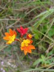 Epidendrum fulgens