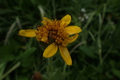 Arnica mollis