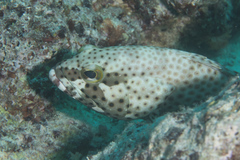 Epinephelus macrospilos