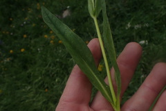 Arnica mollis, photograph Shane Johnson, CC0, iNaturalist via GBIF