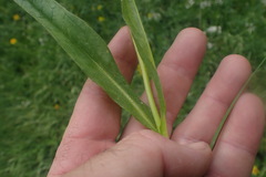Arnica mollis, photograph Shane Johnson, CC0, iNaturalist via GBIF
