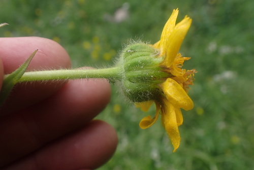 Arnica mollis, photograph 4