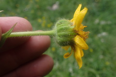 Arnica mollis, photograph Shane Johnson, CC0, iNaturalist via GBIF