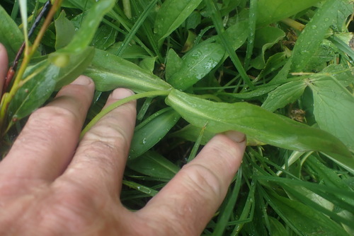 Arnica mollis, photograph 5
