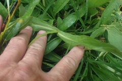 Arnica mollis, photograph Shane Johnson, CC0, iNaturalist via GBIF