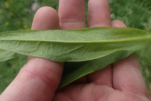 Arnica mollis, photograph 3