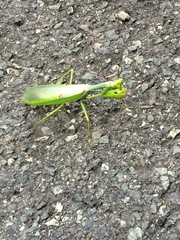 Stagmatoptera septentrionalis