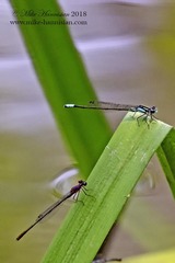 Enallagma dubium
