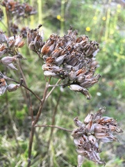 Kalanchoe densiflora