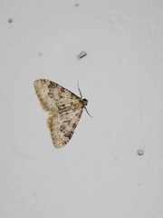 Nebula ibericata