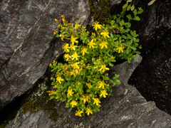 Hypericum buckleyi, photograph (c) Turner Brockman, some rights reserved (CC BY-SA)