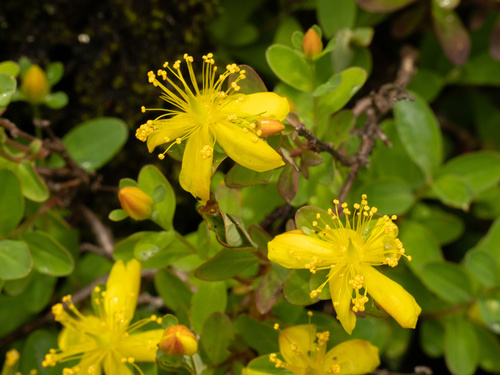 Hypericum buckleyi