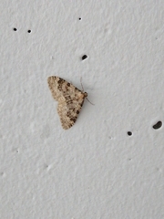 Nebula ibericata