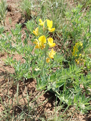Crotalaria natalensis
