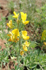 Crotalaria natalensis