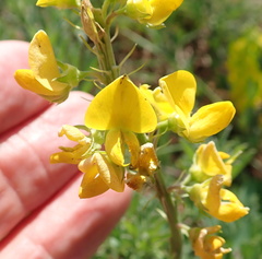 Crotalaria natalensis