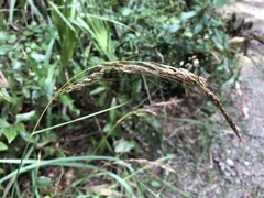 Sorghastrum elliottii
