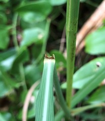 Sorghastrum elliottii