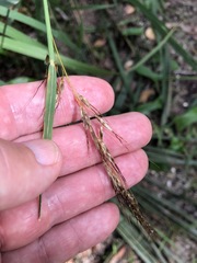 Sorghastrum elliottii