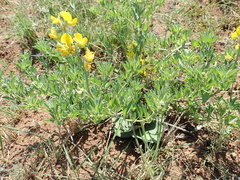 Crotalaria natalensis