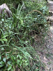 Sorghastrum elliottii