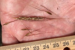 Sorghastrum elliottii