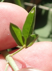 Crotalaria natalensis