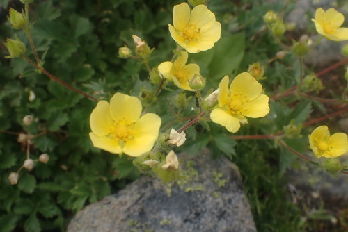False rock-loving cinquefoil (Drymocallis pseudorupestris)