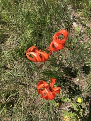 Lilium pumilum