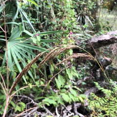 Sorghastrum elliottii