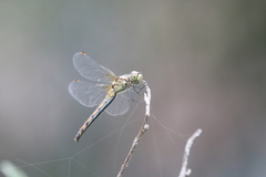 Sympetrum cordulegaster