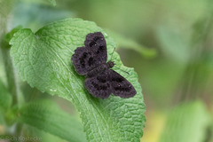 Staphylus ascalaphus