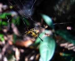Gasteracantha remifera