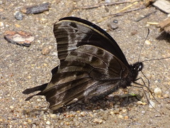 Papilio oribazus