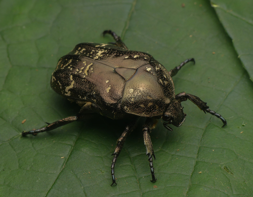 Oriental Flower Beetle