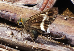 Coeliadinae