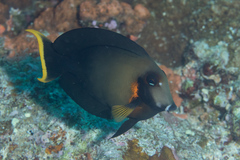 Acanthurus pyroferus