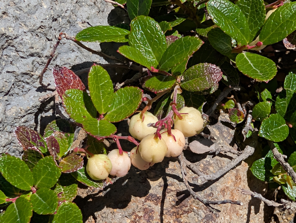 Gaultheria pyroloides; photograph (c) Jono, some rights reserved (CC BY)