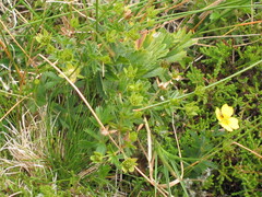 Blutwurz (Potentilla erecta): Herkunft und Verwendung — Foto 3