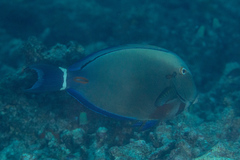 Acanthurus auranticavus