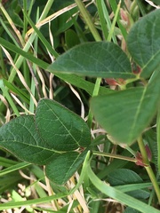 Angiospermae