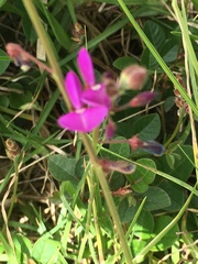 Angiospermae