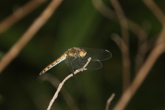 Sympetrum cordulegaster