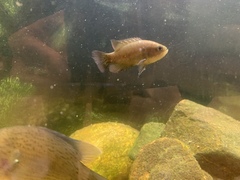 Acantharchus
