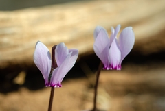 Cyclamen graecum