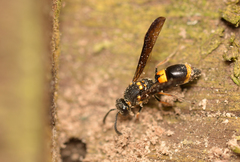 Symmorphus hoozanensis
